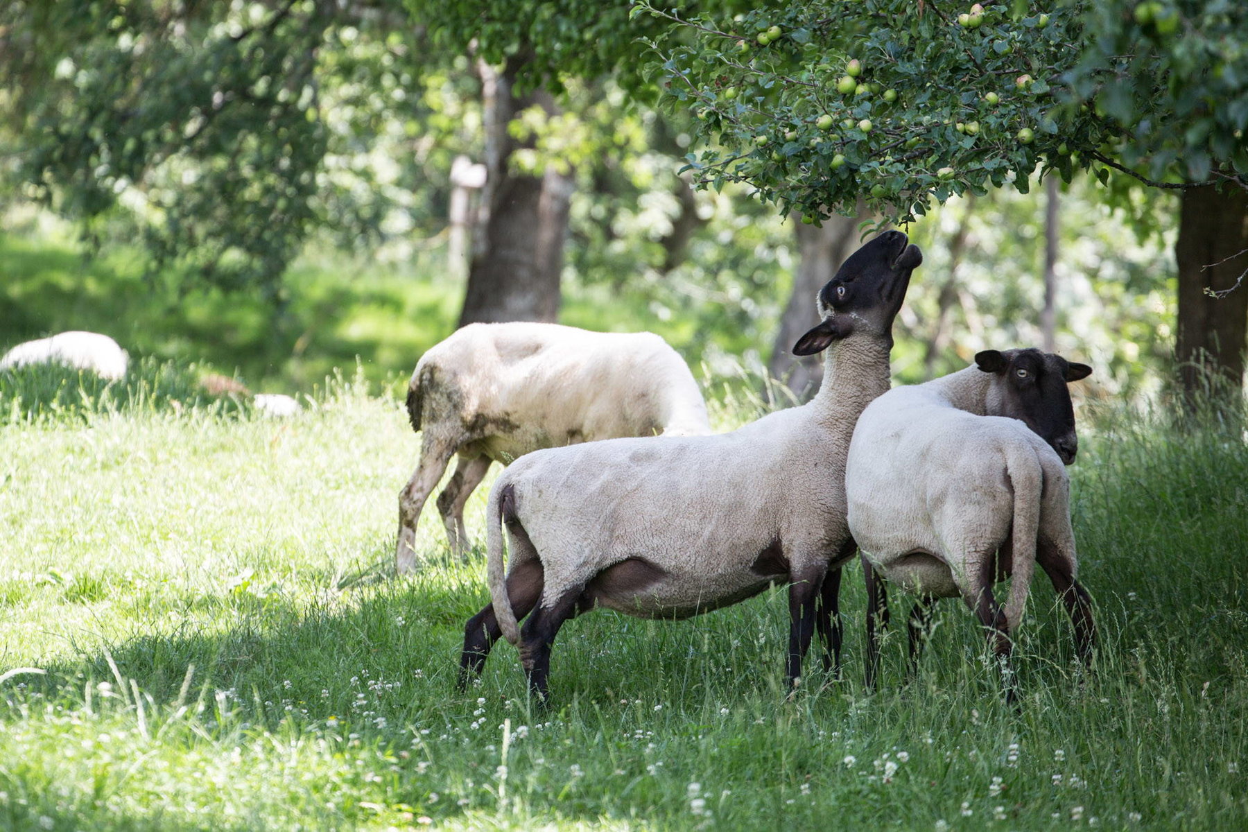 Schafe vom Kölblhof Rudolf jun. Spiess