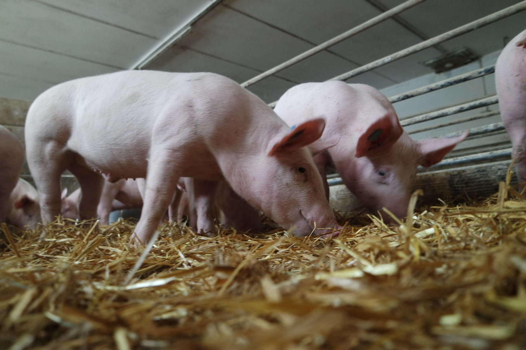 Schweine vom Kölblhof Rudolf jun. Spiess